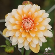 Orange Perception Dahlia Knöl