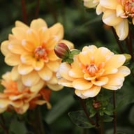 Orange Perception Dahlia Tuber