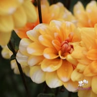 Orange Perception Dahlia Knöl