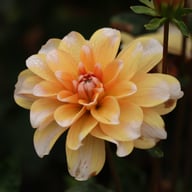 Orange Perception Dahlia Tuber