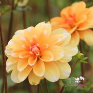 Orange Perception Dahlia Knöl