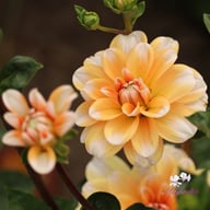 Orange Perception Dahlia Knöl