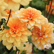 Orange Perception Dahlia Knöl