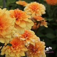 Orange Perception Dahlia Knöl