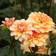 Orange Perception Dahlia Tuber