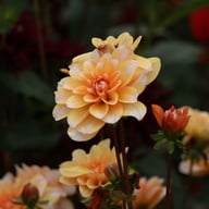 Orange Perception Dahlia Tuber