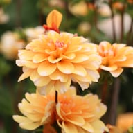 Orange Perception Dahlia Tuber