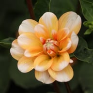 Orange Perception Dahlia Tuber