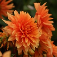 Orange Sunrise Dahlia Tuber