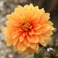 Orange Sunrise Dahlia Tuber