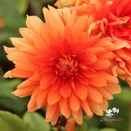 Orange Sunrise Dahlia Tuber