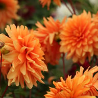 Orange Sunrise Dahlia Tuber