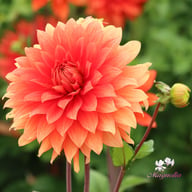 Orange Sunrise Dahlia Tuber