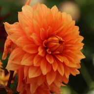 Orange Sunrise Dahlia Tuber