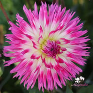 Orchid Princess Dahlia Tuber