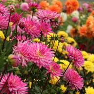 Orchid Princess Dahlia Knöl
