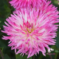 Orchid Princess Dahlia Tuber