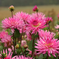 Orchid Princess Dahlia Knöl