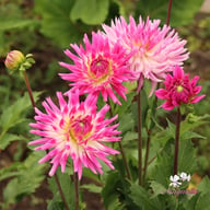 Orchid Princess Dahlia Tuber