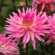 Orchid Princess Dahlia Knöl