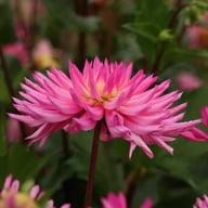 Orchid Princess Dahlia Knöl