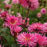 Orchid Princess Dahlia Knöl