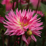 Orchid Princess Dahlia Knöl