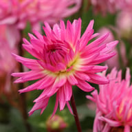 Orchid Princess Dahlia Knöl