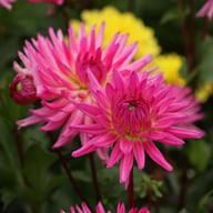 Orchid Princess Dahlia Knöl
