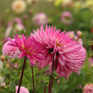 Orchid Princess Dahlia Knöl