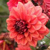Orient Express Dahlia Tuber