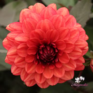 Orient Express Dahlia Tuber