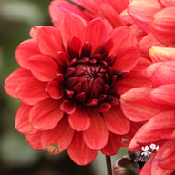 Orient Express Dahlia Tuber