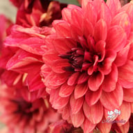 Orient Express Dahlia Tuber
