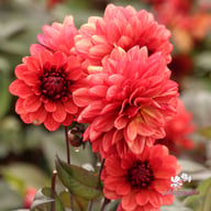 Orient Express Dahlia Tuber