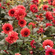 Orient Express Dahlia Tuber