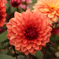 Orient Express (Lunara) Dahlia Tuber