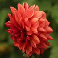 Orient Express (Lunara) Dahlia Tuber