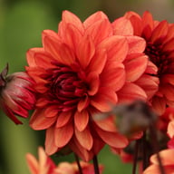 Orient Express (Lunara) Dahlia Tuber