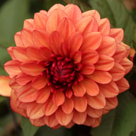 Orient Express (Lunara) Dahlia Tuber