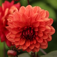 Orient Express (Lunara) Dahlia Tuber