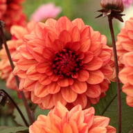 Orient Express (Lunara) Dahlia Tuber