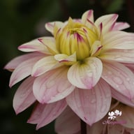 Orion Dahlia Tuber