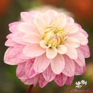Orion Dahlia Tuber