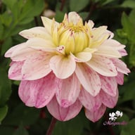 Orion Dahlia Tuber