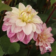 Orion Dahlia Tuber