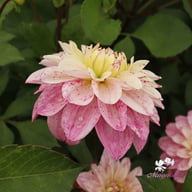 Orion Dahlia Tuber
