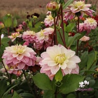 Orion Dahlia Tuber