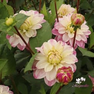 Orion Dahlia Tuber