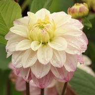 Orion Dahlia Knöl